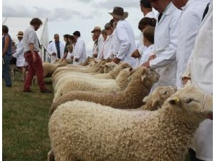 Whiteface Dartmoor Sheep